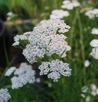 Common Yarrow / Achillea millifolium