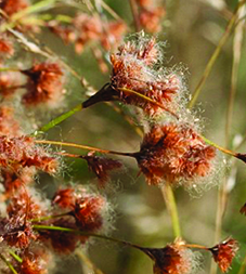Common Woolsedge / Scirpus cyperinus