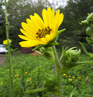 Compass Plant / Silphium laciniatum