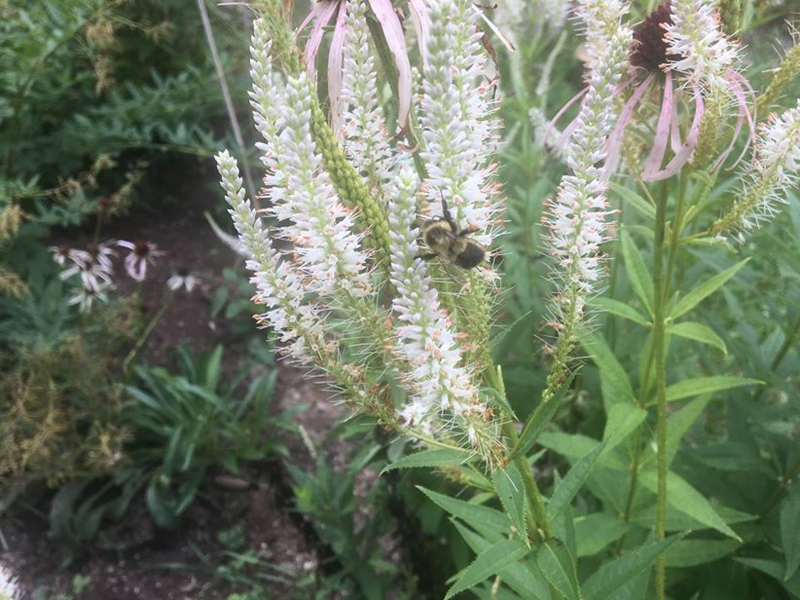 Culver&#39;s Root / Veronicastrum virginicum