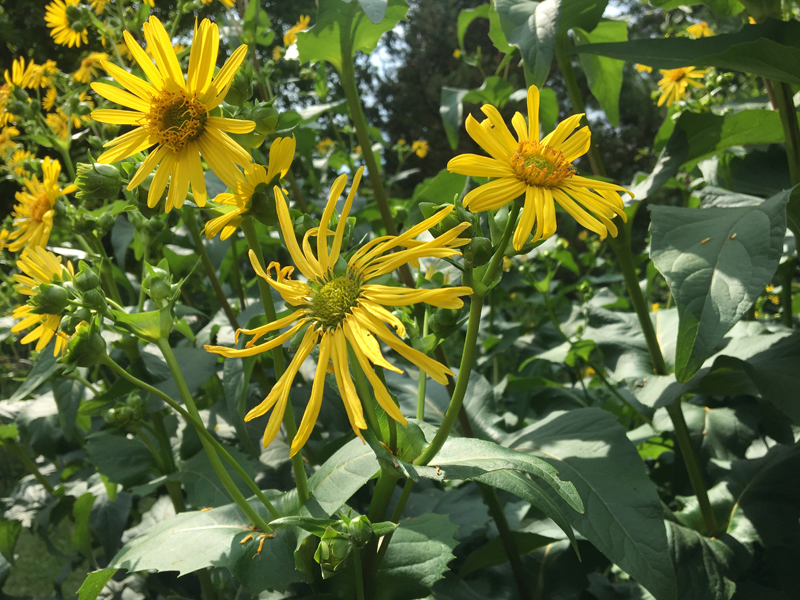 Cup Plant / Silphium perfoliatum