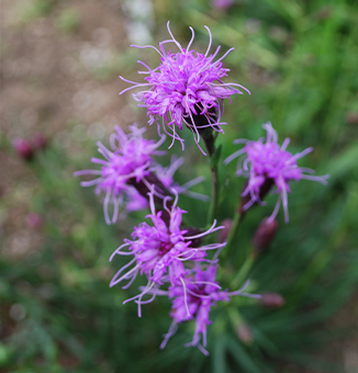 Cylindric Blazing Star