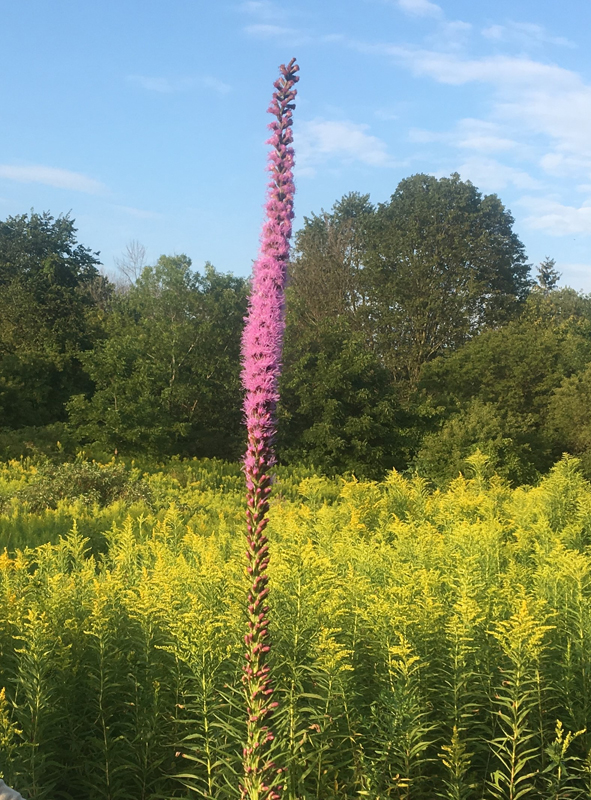 Dense Blazing Star