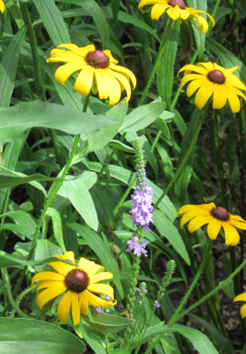 Native Plants in Claremont